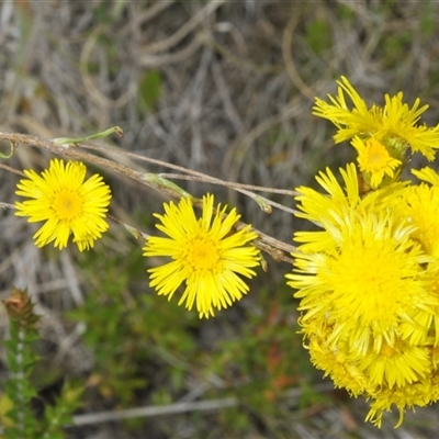 Unidentified Daisy at Tharwa, ACT - 5 Jan 2025 by Harrisi