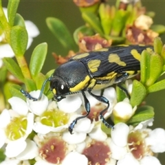 Castiarina octospilota (A Jewel Beetle) at Tharwa, ACT - 5 Jan 2025 by Harrisi