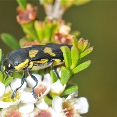 Castiarina octospilota at Tharwa, ACT - 5 Jan 2025 02:44 PM