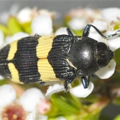 Castiarina bifasciata (Jewel beetle) at Tharwa, ACT - 5 Jan 2025 by Harrisi