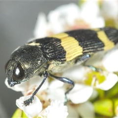 Castiarina bifasciata at Tharwa, ACT - 5 Jan 2025