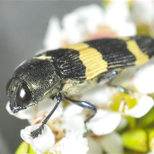 Castiarina bifasciata at Tharwa, ACT - 5 Jan 2025