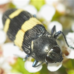 Castiarina bifasciata at Tharwa, ACT - 5 Jan 2025