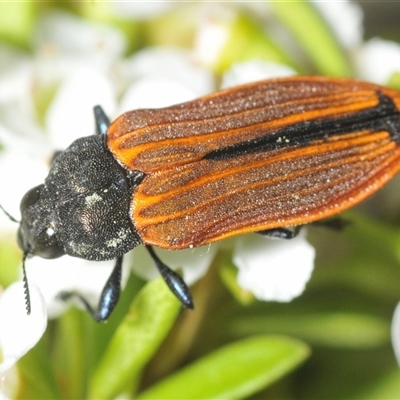 Castiarina erythroptera (Lycid Mimic Jewel Beetle) at Tharwa, ACT - 5 Jan 2025 by Harrisi