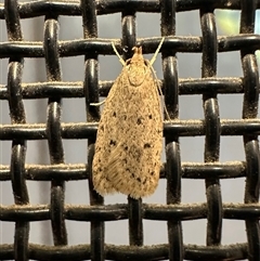 Unidentified Concealer moth (Oecophoridae) at Ainslie, ACT - 30 Nov 2024 by Pirom