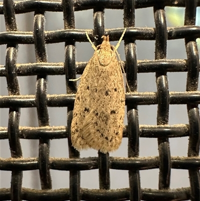 Eulechria convictella (Eulechria convictella) at Ainslie, ACT - 30 Nov 2024 by Pirom