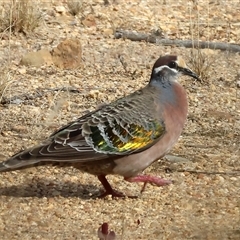 Phaps chalcoptera (Common Bronzewing) at Yackandandah, VIC - 5 Jan 2025 by KylieWaldon