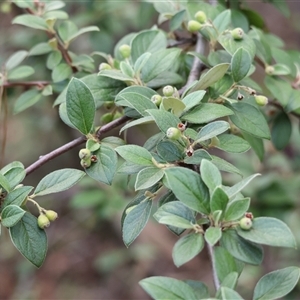 Cotoneaster franchetii at Yackandandah, VIC - 5 Jan 2025 06:53 AM