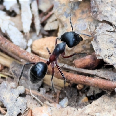 Camponotus intrepidus (Flumed Sugar Ant) at Yackandandah, VIC - 5 Jan 2025 by KylieWaldon