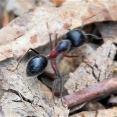 Camponotus intrepidus at Yackandandah, VIC - 5 Jan 2025 06:54 AM