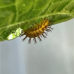 Epilachna sumbana (A Leaf-eating Ladybird) at Macquarie, ACT - 6 Jan 2025 by dgb900