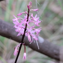 Dipodium roseum (Rosy Hyacinth Orchid) at Yackandandah, VIC - 5 Jan 2025 by KylieWaldon