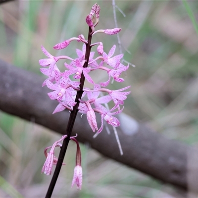 Dipodium roseum at Yackandandah, VIC - 4 Jan 2025 by KylieWaldon