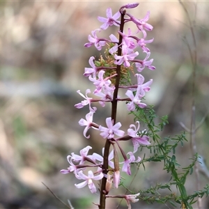 Dipodium roseum at Yackandandah, VIC - suppressed