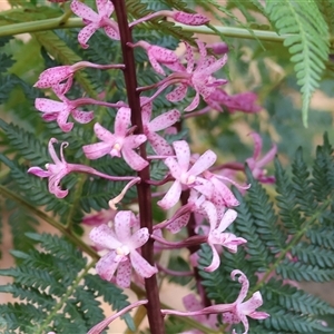 Dipodium roseum at Yackandandah, VIC - suppressed