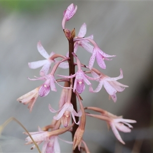 Dipodium roseum at Yackandandah, VIC - suppressed