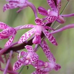 Dipodium punctatum at Yackandandah, VIC - 4 Jan 2025 by KylieWaldon