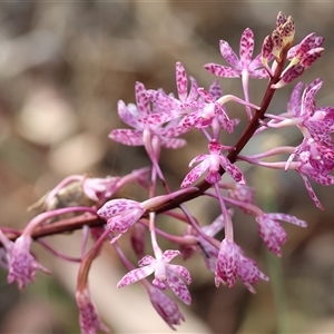 Dipodium punctatum at Yackandandah, VIC - suppressed