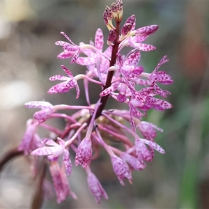 Dipodium punctatum at Yackandandah, VIC - suppressed