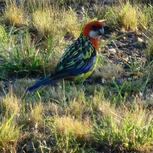 Platycercus eximius at Gundaroo, NSW - 6 Jan 2025 07:08 AM