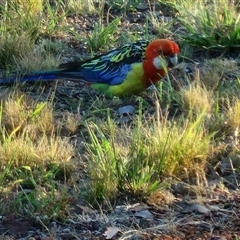 Platycercus eximius at Gundaroo, NSW - 6 Jan 2025 07:08 AM