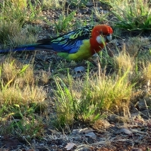 Platycercus eximius at Gundaroo, NSW - 6 Jan 2025 07:08 AM