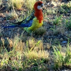 Platycercus eximius at Gundaroo, NSW - 6 Jan 2025 07:08 AM