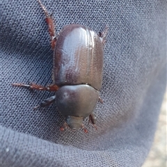 Dynastinae (subfamily) (Unidentified rhinoceros or elephant beetle) at Uriarra, NSW - 5 Jan 2025 by gregbaines