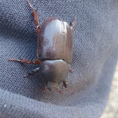 Dynastinae (subfamily) at Uriarra, NSW - 4 Jan 2025 by gregbaines