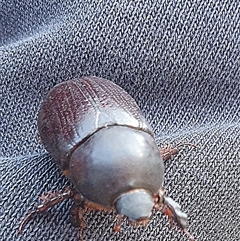 Dynastinae (subfamily) at Uriarra, NSW - 5 Jan 2025 08:34 AM