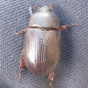 Dynastinae (subfamily) at Uriarra, NSW - 5 Jan 2025 08:34 AM