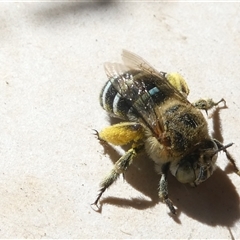 Amegilla sp. (genus) (Blue Banded Bee) at Belconnen, ACT - 16 Dec 2024 by JohnGiacon