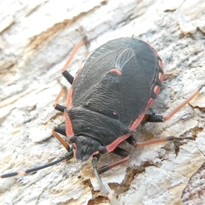 Unidentified True bug (Hemiptera, Heteroptera) at Belconnen, ACT - 16 Dec 2024 by JohnGiacon