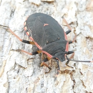 Diemenia rubromarginata at Belconnen, ACT - 17 Dec 2024