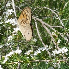 Heteronympha merope (Common Brown Butterfly) at Belconnen, ACT - 17 Dec 2024 by JohnGiacon