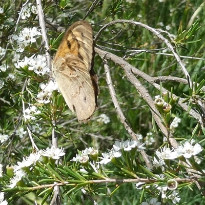 Heteronympha merope (Common Brown Butterfly) at Belconnen, ACT - 18 Dec 2024 by JohnGiacon