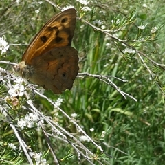 Heteronympha merope at Belconnen, ACT - 18 Dec 2024