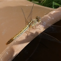 Diplacodes bipunctata at Belconnen, ACT - 18 Dec 2024 by JohnGiacon