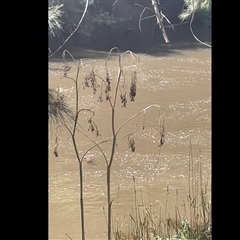 Ornithorhynchus anatinus (Platypus) at Wee Jasper, NSW - 5 Jan 2025 by wisperm