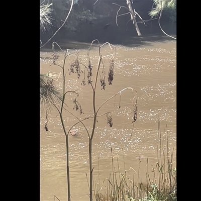 Ornithorhynchus anatinus (Platypus) at Wee Jasper, NSW - 5 Jan 2025 by wisperm