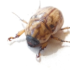 Cyclocephala signaticollis (Argentinian scarab) at Belconnen, ACT - 20 Dec 2024 by JohnGiacon