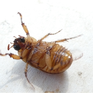 Cyclocephala signaticollis at Belconnen, ACT - 21 Dec 2024 09:11 AM