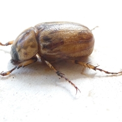 Cyclocephala signaticollis at Belconnen, ACT - 21 Dec 2024 09:11 AM