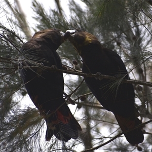 Calyptorhynchus lathami lathami at Hill Top, NSW - 21 Sep 2021