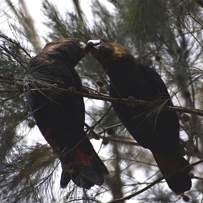 Calyptorhynchus lathami lathami (Glossy Black-Cockatoo) at Hill Top, NSW - 21 Sep 2021 by GITM2