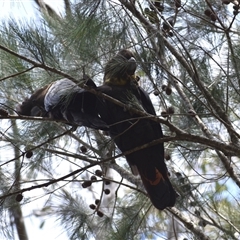 Calyptorhynchus lathami lathami at Hill Top, NSW - suppressed