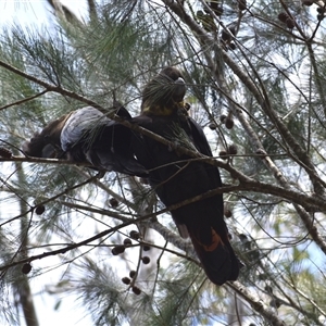 Calyptorhynchus lathami lathami at Hill Top, NSW - 21 Sep 2021