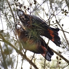 Calyptorhynchus lathami lathami at Hill Top, NSW - 21 Sep 2021