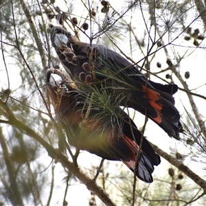 Calyptorhynchus lathami lathami at Hill Top, NSW - 21 Sep 2021