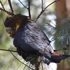 Calyptorhynchus lathami lathami at Hill Top, NSW - 21 Sep 2021